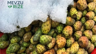 Serinletici 'Dikenli İncir'e Talepler Patladı!