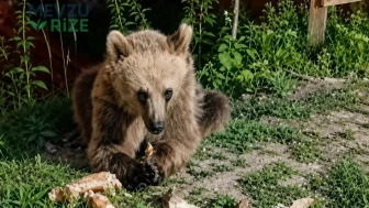 Erzincan'da Bozayı Ziyaretçilerin Gözdesi Haline Geldi!