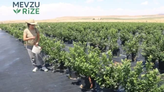 Yerli Üretim Yükseliyor: Yaban Mersini Alanında 12 Milyon Liralık İthalata Alternatif Yatırım!