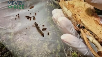 Sinop'ta 500 Avcı Ormanda Göreve Başladı: Zararlı Böceklerle Mücadele Amacıyla Doğayla Buluştu!