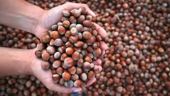 Fındık Alımları Başladı: Bölgemizde Harekete Geçildi!