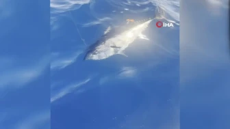 Denizlili Girişimcinin Oltasında Fransızların Peşinde Olduğu Dev Orkinos!