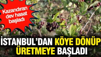 İstanbul'dan Yuva Yapıp Tarıma Yönelen Girişimci, Bereketli Hasatla Kazancını Artırdı!