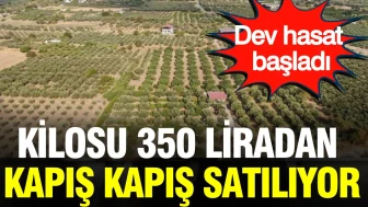 350 Liradan Satışa Sunulan Ürün: Devasa Hasat Dönemi Başladı!