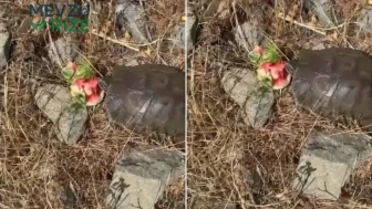 Susamış halde bulduğu kaplumbağaya karpuz ikram etti