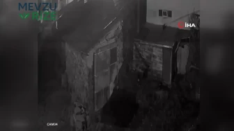 Açlık peşindeki kurt, köyde paniğe neden oldu: Köpeği hedef alarak ortalıktan yok oldu!
