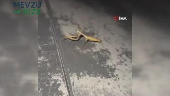 Kahramanmaraş'ta kaputuna konan peygamberdevesine türkü söyledi