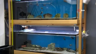 15 yıllık hobisini mesleği yaptı: Farklı akvaryumlar tasarlıyor