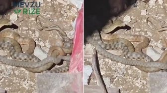 Bitlis'te su yılanlarının çiftleşme dansı görüntülendi