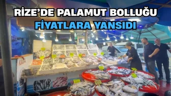 Rize'de palamut bolluğu: Küçük 50 TL, büyük 100 TL!