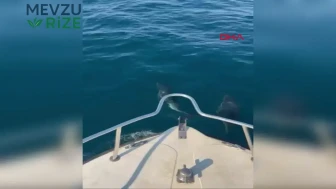 Bartın'da Tekneyle Açık Denizde Karşılaşılan Neşeli Yunuslar!