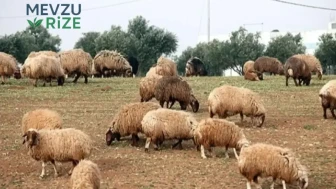 Mavi dil hastalığı insana bulaşır mı, et ve süt tüketilebilir mi, hayvanlar arasında nasıl yayılır?