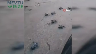 Denizle Buluşan Caretta Caretta Yavruları Sağlıklarıyla Göz Dolduruyor