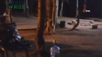 "Kamp Alanında Ayı Panik Yarattı, Hızla Uzaklaştırıldı!"