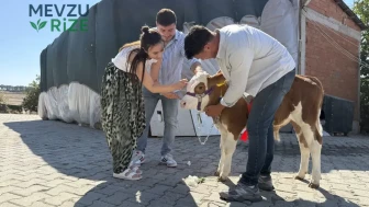 Tekirdağ'da düğünde sıra dışı hediye: Çanakkale'den fön çekip kurdele taktığı buzağıyla salonu salladı