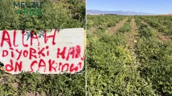 Hataylı Çiftçi Karpuz Hırsızlığına karşı Nöbet Tutarak Önlem Alıyor!