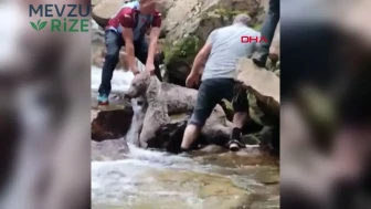 Dere kenarındaki kayalıklara sıkışan bozayıyı vatandaşlar kurtardı