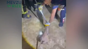 Osmaniye'de Şaşkınlık Yaratan Durum: Bir Apartmanın Üçüncü Katından Tilki ile Karşılaşıldı!