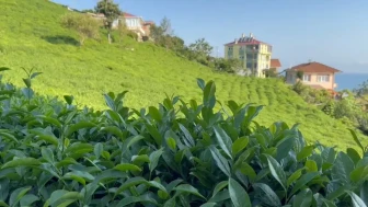 Rize'de 3. Sürgün Çay Sezonu Sürüyor: Kota ve Alım Süreci Nasıl İşliyor?