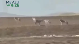 Sivas'ta Kameralara Yansıyan Kurt Sürüsü, Bölge Halkında Korkuya Neden Oldu!