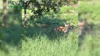 Kameralara Yansıyan An: Ağaçtan Düşen Hurmayı Keyifle Tadan Tilki!