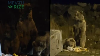Kars'ta gece sessizliğini onlar bozdu: Anne ayı ve yavruları çöp konteynerini devirdi