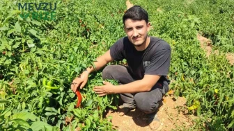 Bir ton salçalık biberi bir gecede buharlaştırdılar! Tarla sahibi: 'Bizden önce onlar hasat etti'