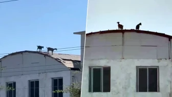 Çatıda görenler şaşkına döndü: İki keçi nasıl çıktı?