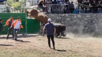 Bu kadarı pes dedirtti: 600 kiloluk boğa rakibinden kaçmak için kedi gibi atladı