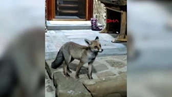Bartın'da çiftçi aç kalan tilkiyi besledi