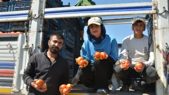 Bitlis domates üretiminde ezber bozdu: Türkiye genelinde yedinci sıraya yerleşti