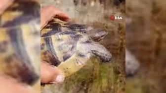 Bolu Orman Yangınında Yürekleri Dağlayan Görüntüler Ortaya Çıktı