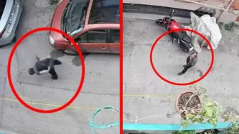 Bursa'da akılalmaz vahşet : Kucağındaki kediyi önce sıktı, sonra yere vurdu !