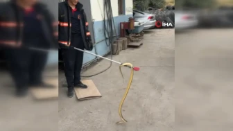 Çankırı'da iş yerine giren yılan etraftakileri korkuttu