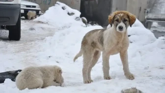 Diyarbakır’da taşların arasında mahsur kalan iki yavru köpek nasıl kurtarıldı?