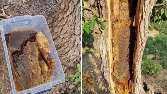 Ağacın gövdesini açınca gördüğüne inanamadı: İçinden kilo kilo bal çıktı