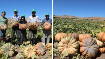 Elazığ'da Kabak Hasadı Başladı: Üretim Hedefi 4 Bin Tonun Üzerinde