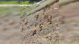 Dağ keçileri tarihi kalenin eteklerinde görüntülendi