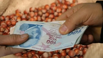 Fındıkta 250 liralık fiyat bilmecesi! Piyasa neden 170-180 lirada kaldı?