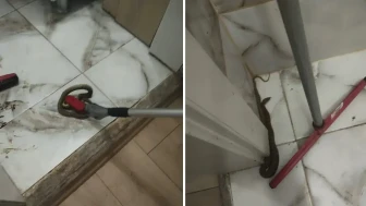Hatay'da korkutan manzara : Yerleşim yerlerinde görülen yılanlar doğaya salındı