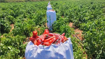 Hırsızlar Tarlada Hız Kesmedi: Bir Gece İçinde 1 Ton Biberi Tükettiler!