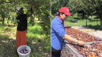 Iğdır'da Anjelik Eriği Hasadı Başladı; Zirai Don, Rekolteyi Olumsuz Etkiledi, İç Piyasaya Sunulacak!