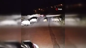 "Karabük'te Yolda Yavru Domuza Yön Gösteren Kadın Sürücü Dikkat Çekti"