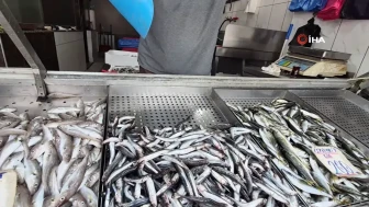 Karadeniz'de balık bolluğu : Palamut ve hamsi tezgahları doldurdu