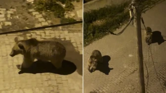 Kars'ta Mahalleye İnen İki Boz Ayı Kameralara Yansıdı!