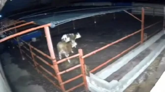 Kırşehir'de Mandıraya Sızan Kurtlar, Hayvanları Tehdit Etti!