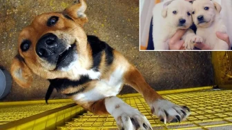 Köpeği olanlar dikkat! Tek ihmalin bedeli 108 bin lirayı aşıyor