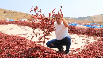 Kurusu ve salçasıyla damakları şenlendiren bu lezzet, 19 farklı fabrikaya ulaşıyor!