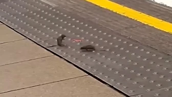Londra Metrosunda İki Fare Arasında İlginç Kavga Gözlemlendi!