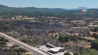 Muğla'da orman yangını sonrası üzen tablo: 150 hektar küle döndü
